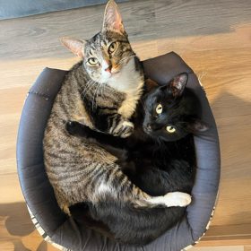 Gaia e Beni