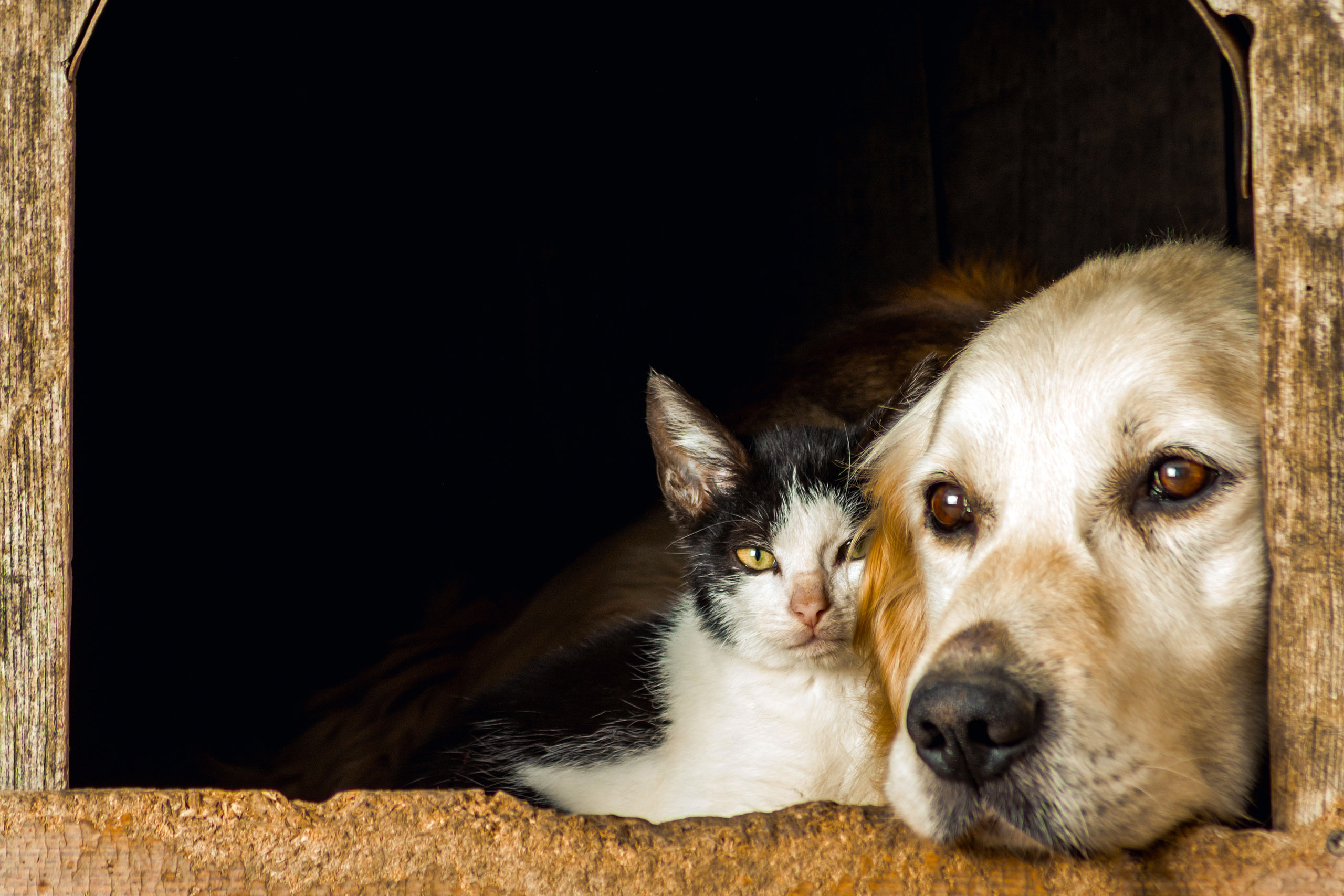 Cão e gato acolhidos juntos na Tia Lili Pet Spa